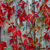 Buy canvas prints of colours of autumn by sue davies