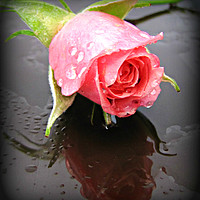 Buy canvas prints of raindrops on roses by sue davies