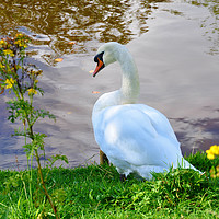 Buy canvas prints of swan lake  by sue davies