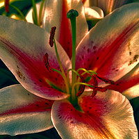 Buy canvas prints of lovely lily by sue davies