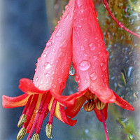 Buy canvas prints of droplets by sue davies