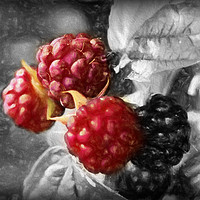Buy canvas prints of luscious raspberries by sue davies