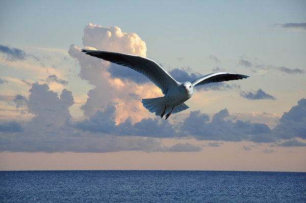 in flight Picture Board by sue davies