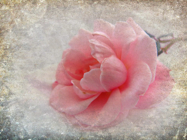  pretty rose  Picture Board by sue davies