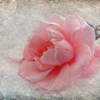 Buy canvas prints of  pretty rose  by sue davies