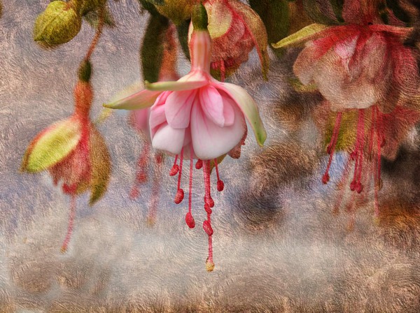 Pretty Fuchsia Picture Board by sue davies