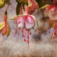 Buy canvas prints of Pretty Fuchsia by sue davies