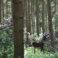Buy canvas prints of in the woods by sue davies