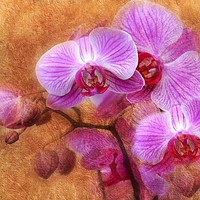 Buy canvas prints of lilac orchids by sue davies