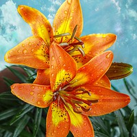 Buy canvas prints of lily's after the rain by sue davies