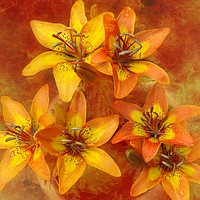 Buy canvas prints of sunshine lily's by sue davies
