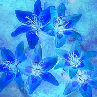Buy canvas prints of blue by sue davies