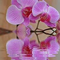 Buy canvas prints of pretty orchid by sue davies