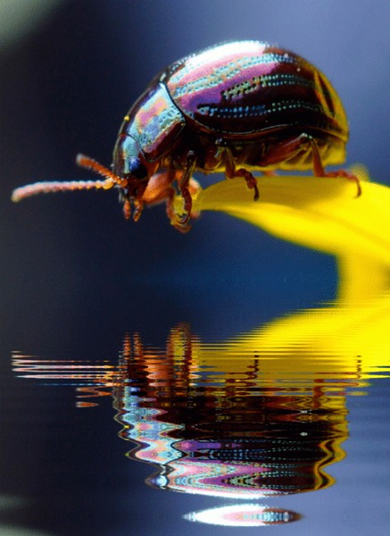 pretty beetle Picture Board by sue davies