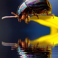 Buy canvas prints of pretty beetle by sue davies