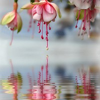 Buy canvas prints of floral refections by sue davies