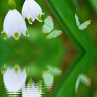 Buy canvas prints of snowdrops and butterflies by sue davies