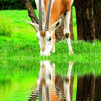 Buy canvas prints of reflected by sue davies