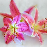 Buy canvas prints of pink lily's by sue davies