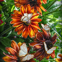 Buy canvas prints of flowers and butterflies by sue davies