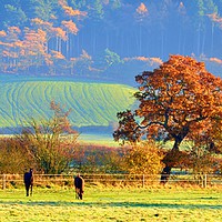Buy canvas prints of autumn in cheshire by sue davies