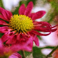 Buy canvas prints of flora by sue davies