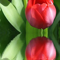 Buy canvas prints of spring tulips by sue davies