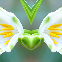 Buy canvas prints of mirrored flower by sue davies