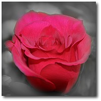 Buy canvas prints of beautiful red rose by sue davies