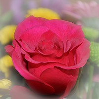 Buy canvas prints of lovely red rose by sue davies
