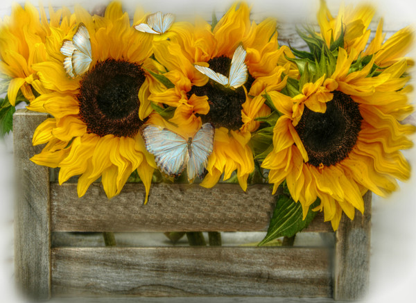 sunflowers and butterflie Picture Board by sue davies