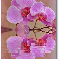 Buy canvas prints of orchids reflected by sue davies