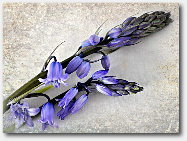 bluebells Picture Board by sue davies