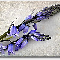 Buy canvas prints of bluebells by sue davies
