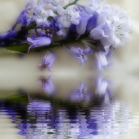 Buy canvas prints of beauty reflected by sue davies