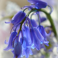 Buy canvas prints of pretty bluebell by sue davies