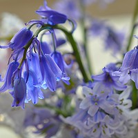 Buy canvas prints of floral beauty by sue davies