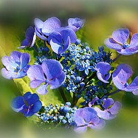 Buy canvas prints of floral glow by sue davies