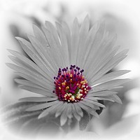 Buy canvas prints of garden flowers by sue davies