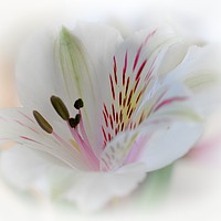 Buy canvas prints of delicate by sue davies