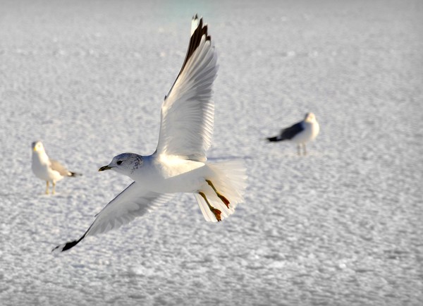 in flight Picture Board by sue davies