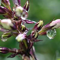 Buy canvas prints of raindrops by sue davies