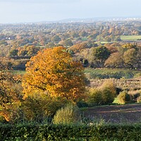 Buy canvas prints of A view in Burwardsley Cheshire by sue davies