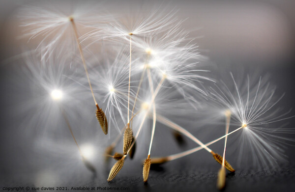 Dancing dandelion seed heads Picture Board by sue davies