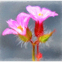Buy canvas prints of Plant flower by sue davies