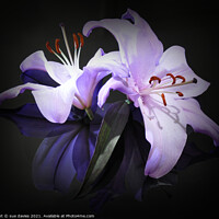 Buy canvas prints of beautiful lily's by sue davies