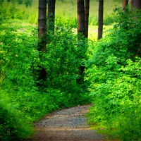 Buy canvas prints of Down the Forest Path by Gail Surplice