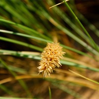Buy canvas prints of grass seeds by Gail Surplice