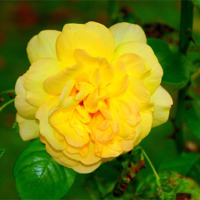 Buy canvas prints of yellow rose by Gail Surplice