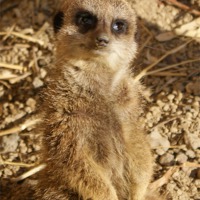 Buy canvas prints of Hello from meerkat by Gail Surplice